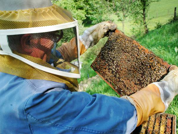 Jasper County Master Gardeners to host beekeeping basics class