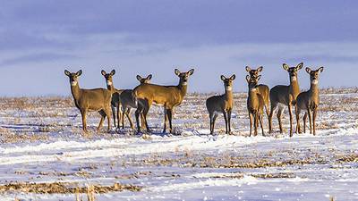 2021 winter has been tough on deer