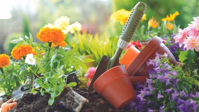 Cut Flower Gardening program to be held at DMACC Inspiration Garden