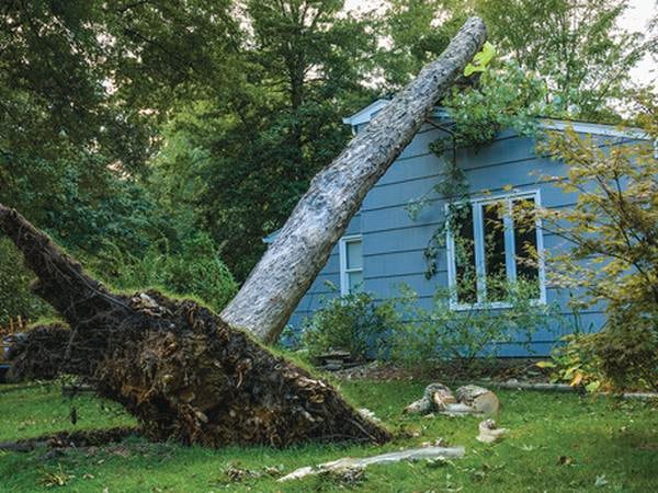 Consumer Connection: Tree damage and insurance