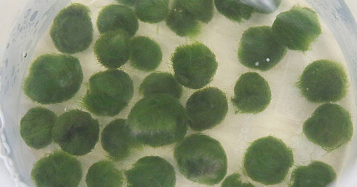 Aquarium moss balls contaminated with invasive species found in