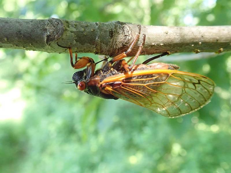 Cicada on a tree branch.