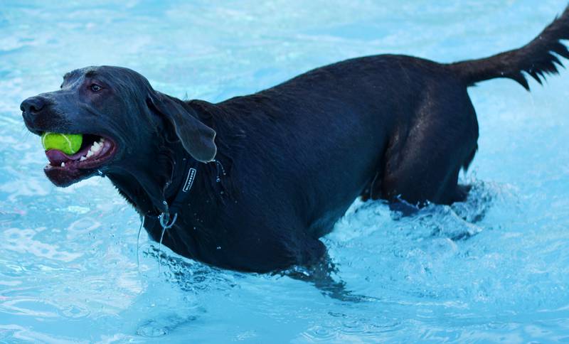 Community members bring their canine companions to the Maytag Pool Dog Swim on Sunday, Aug. 17 at Maytag Park in Newton.