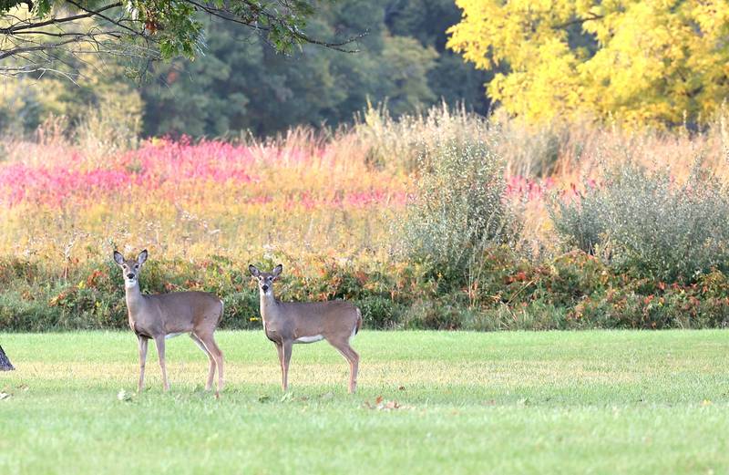 White-tailed deer take in the late afternoon sun Thursday, Oct. 13, 2022, at Shabbona Lake State Recreation Area near Shabbona.