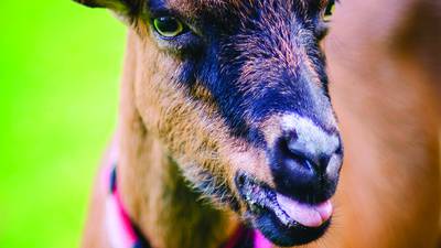 OWLS to welcome ‘Goats on the Go’