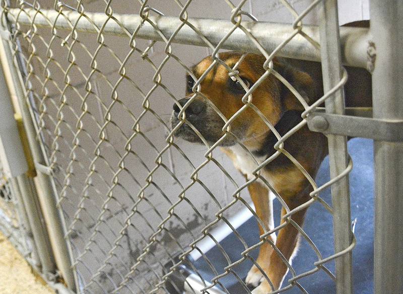 Jasper County Supervisor Brandon Talsma said during a work session last week that he would like to scale back animal control servies.