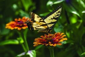 Free Summer Prairie Photography Walk Saturday at wildlife refuge 