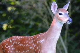Fawning season has arrived, here’s what you need to know about deer on the move