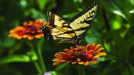 Free Summer Prairie Photography Walk Saturday at wildlife refuge 