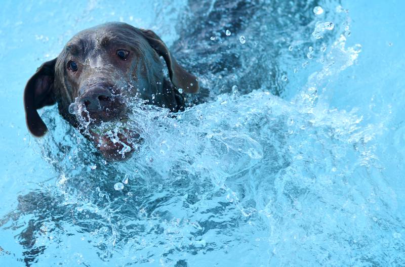 Community members bring their canine companions to the Maytag Pool Dog Swim on Sunday, Aug. 17 at Maytag Park in Newton.