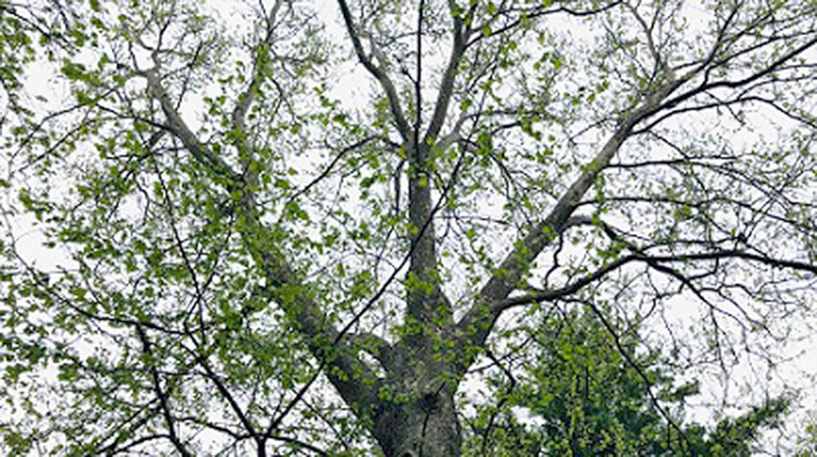 Yard and Garden Leaf drop on trees Newton Daily News