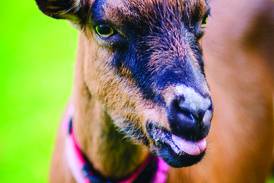 OWLS to welcome ‘Goats on the Go’