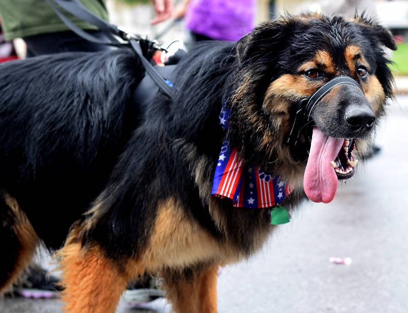 Heavy downpours couldn’t stop the Fourth of July Parade presented by the Greater Newton Area Chamber of Commerce and Newton Main Street on July 4 in downtown Newton.