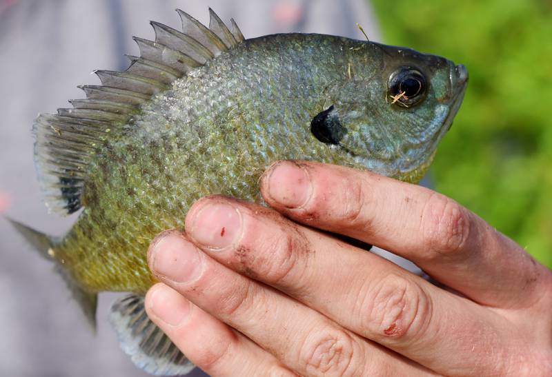 Young anglers catch bluegills and bass (and sometimes softshell turtles) during the Youth Fishing Derby on June 3 at Quarry Springs in Colfax.