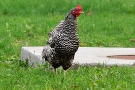Newton City Council chickens out on proposed changes to poultry ordinance