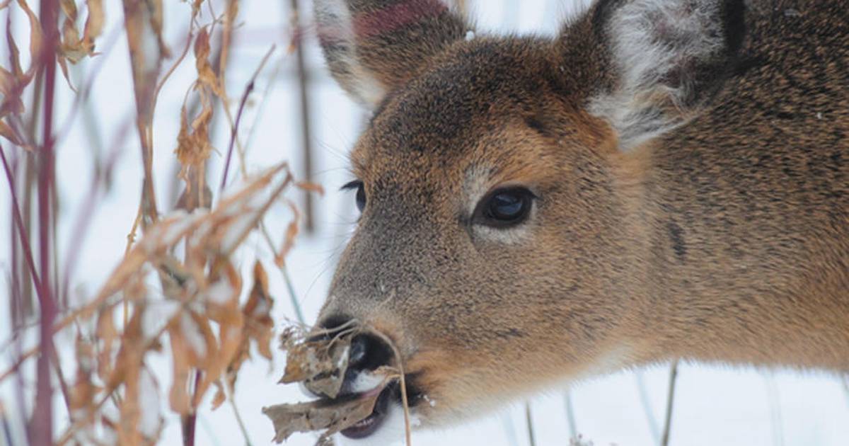 Iowa’s 2018 shotgun deer season quickly approaching Newton Daily News
