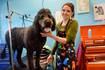 The Pawlished Dog was created with its four-legged customers in mind