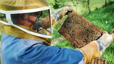 Jasper County Master Gardeners to host beekeeping basics class