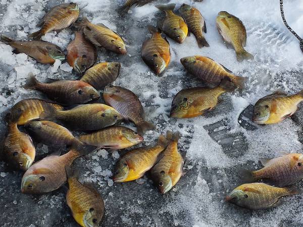 Hooked on ice fishing? Cardinal Pond could be next