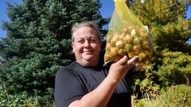 Residents can get Hawkeyes, Cyclones or Cardinals color mix at Newton Arboretum bulb sale