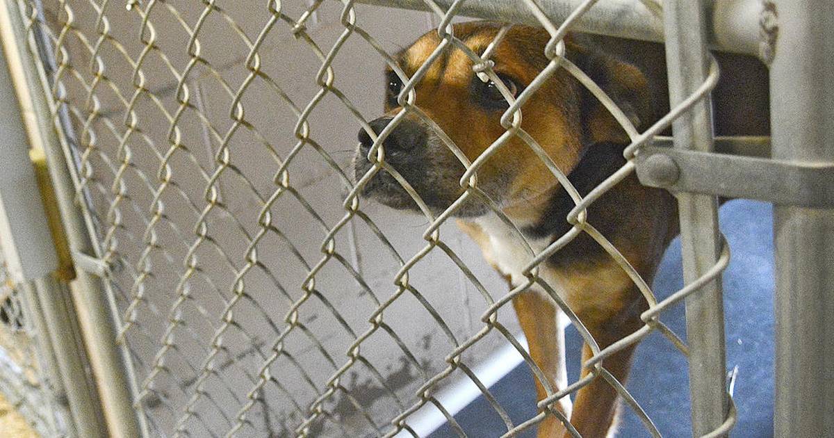 Jasper county top animal shelter
