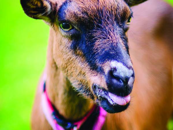 OWLS to welcome ‘Goats on the Go’