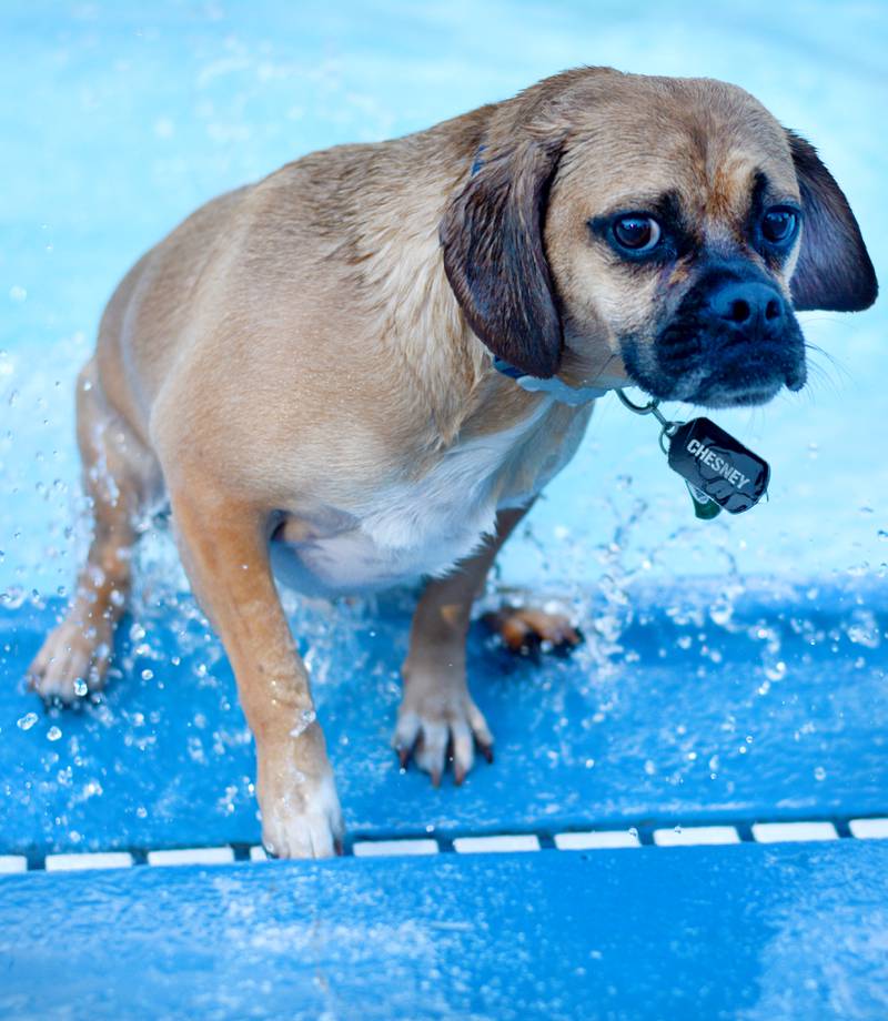 Community members bring their canine companions to the Maytag Pool Dog Swim on Sunday, Aug. 17 at Maytag Park in Newton.