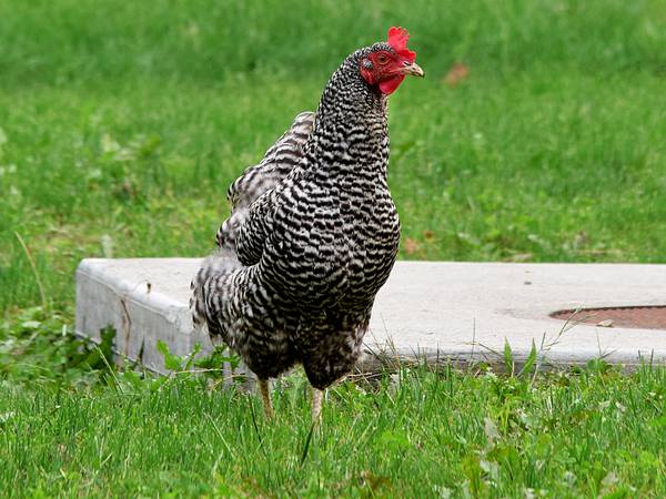 Newton City Council chickens out on proposed changes to poultry ordinance
