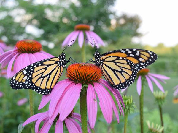 Improve monarch habitat with helpful resources