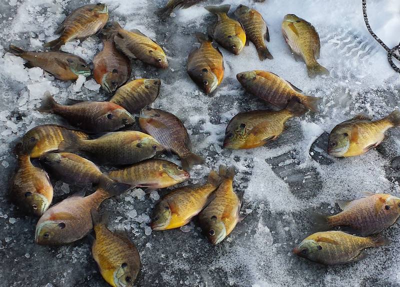 Ice fishing is being looked at as a serious recreational opportunity at Cardinal Pond in Newton. Park board voted 5-0 in support of the idea, giving city staff the go-ahead to pursue the rec opportunity.