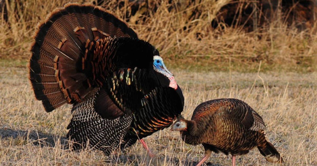 Iowa Hunting Seasons 2025