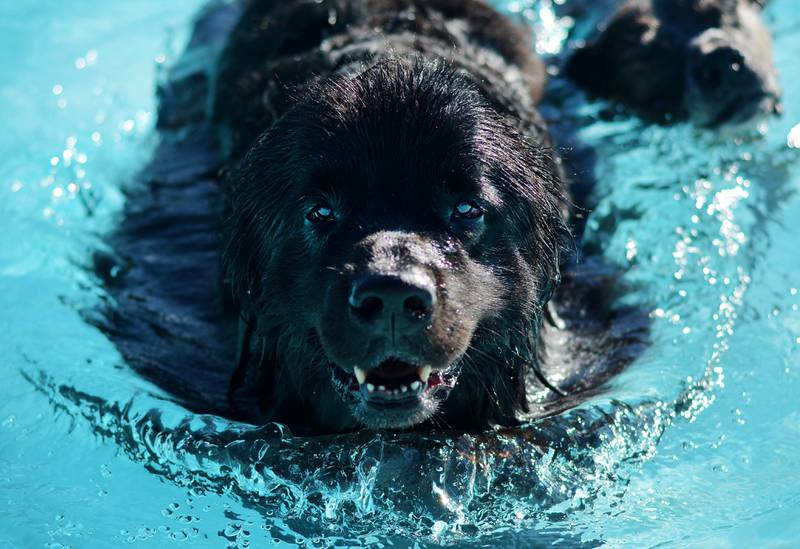 Community members bring their canine companions to the Maytag Pool Dog Swim on Sunday, Aug. 17 at Maytag Park in Newton.