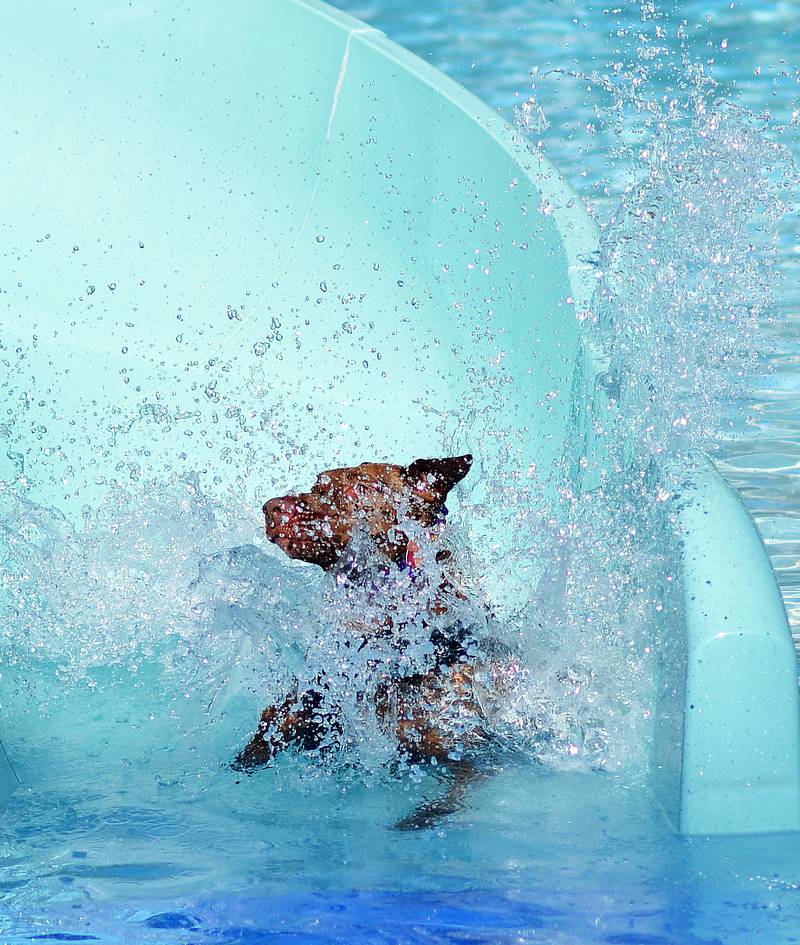 Community members bring their canine companions to the Maytag Pool Dog Swim on Sunday, Aug. 17 at Maytag Park in Newton.