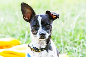 Hot weather safety tips for your pets