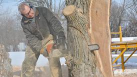 Trees lost in the derecho being carved into statues at Rock Creek State Park