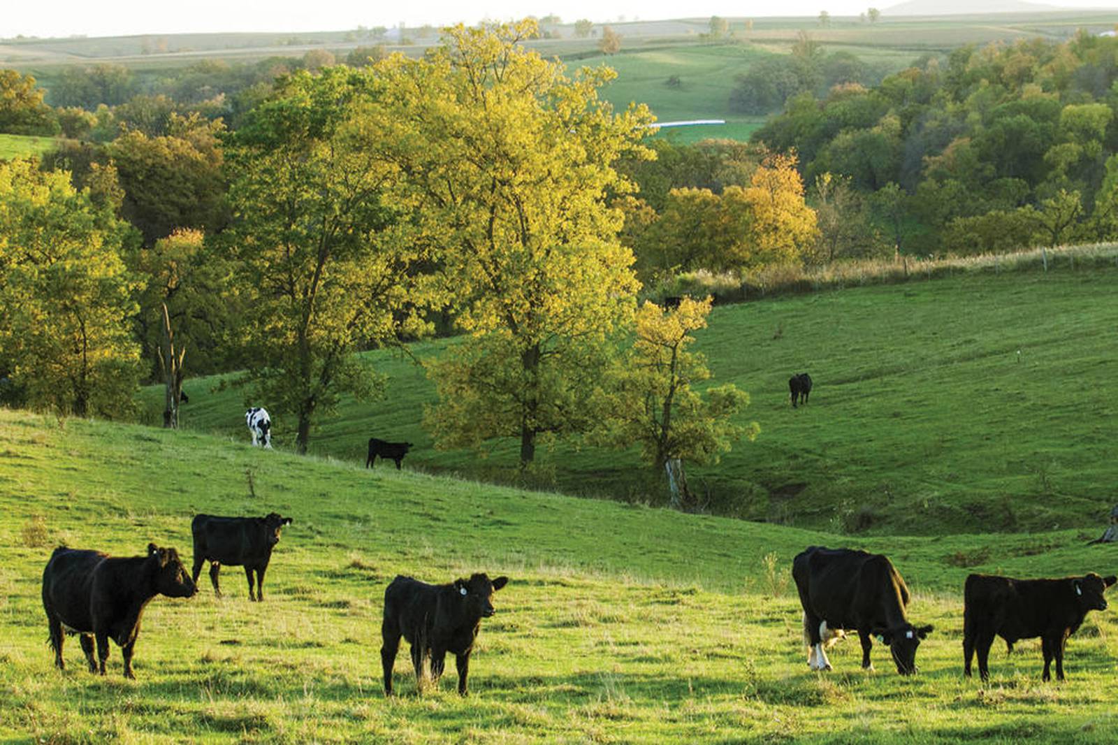 USDA provided Iowa farmers 9.2M for livestock grazing conservation