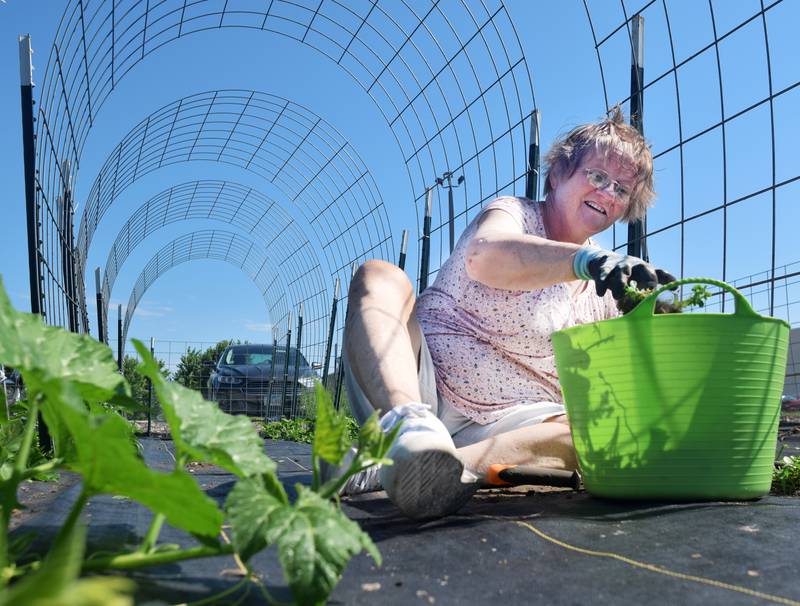 Pam St John, a Master Gardener, pulls weeds June 28 at the donation garden near DMACC Newton Campus. Jasper County ISU Extension and Outreach is working to create a community inspiration garden within the next two to three years.