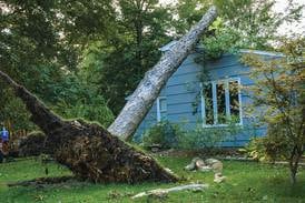 Consumer Connection: Tree damage and insurance