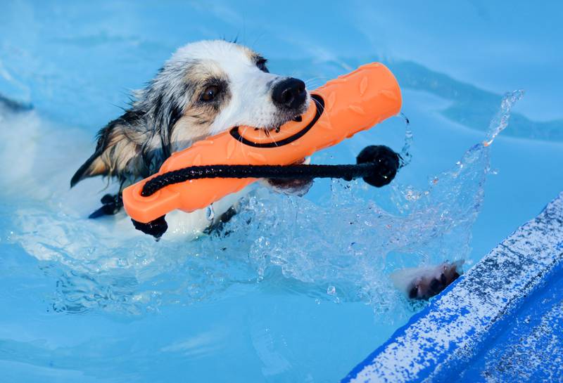 Community members bring their canine companions to the Maytag Pool Dog Swim on Sunday, Aug. 17 at Maytag Park in Newton.