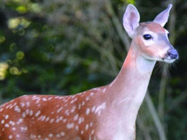 Fawning season has arrived, here’s what you need to know about deer on the move